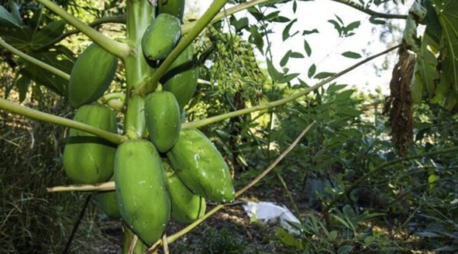 Pawpaw — another fast fruit