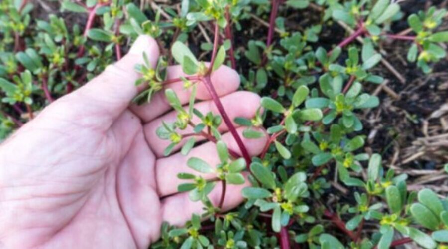 Purslane
